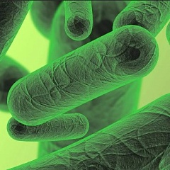 Бактериоцины как альтернатива антибиотикам в ветеринарии