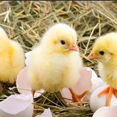 Изучение экспрессии функционально-значимых генов при терапии коронавирусной инфекции у цыплят