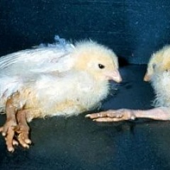 Инфекционный энцефаломиелит птиц