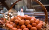 Казахстан вводит временный запрет на ввоз куриных яиц