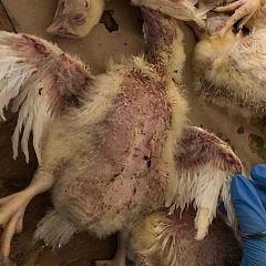 Инфекционная анемия птиц