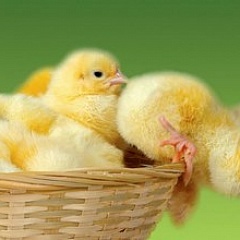 Определение пола цыплят по оперению