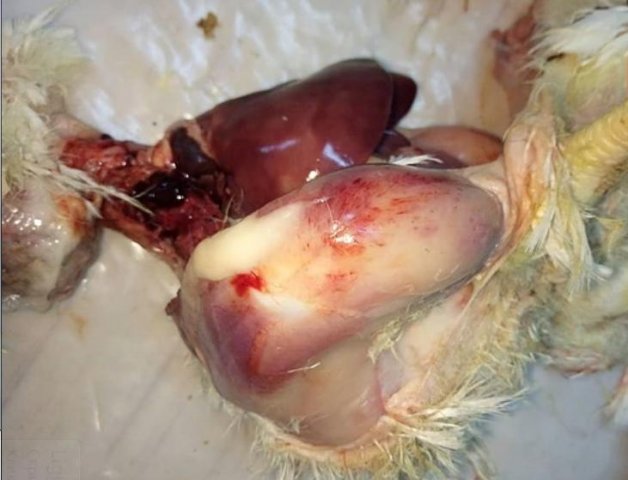 Инфекционная бурсальная болезнь птиц (Болезнь Гамборо) фото 56