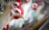 Птицефабрику в Брянской области закрыли на 60 суток за нарушение ветправил