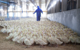 Число заболеваний людей гриппом птиц H5N1 растет в Камбодже