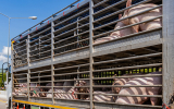 Минсельхоз расширил перечень техники для льготного лизинга: что важно животноводам