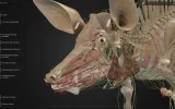 Самарский вуз запустил платформу с ветеринарными 3D-атласами животных